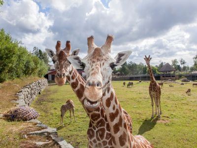 Dyreparken, Kristiansand Zoo og Amusement Park