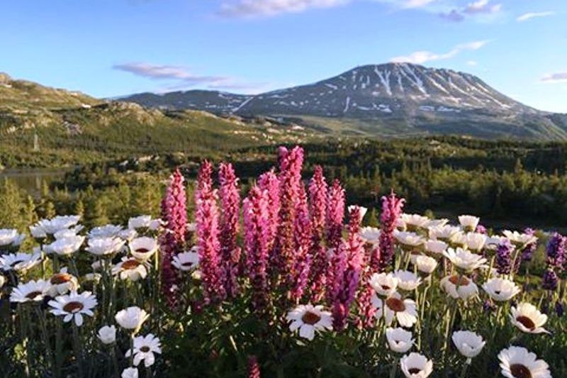 Rjukan Hytte og Caravanpark wandelen